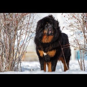 Meet your Posher, Liam